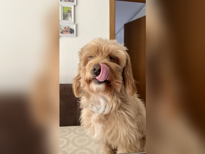 Liebevoller Hund Chico (7) sucht neues Zuhause – verschmust & treu