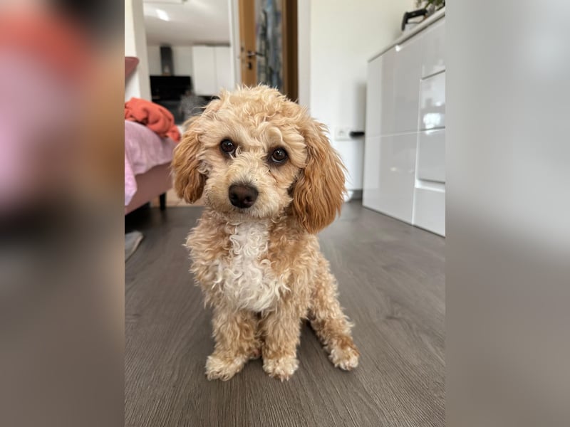 Traumhafter Maltipoo-Welpe (Rüde, 6 Monate), Stubenrein sucht ein Zuhause!