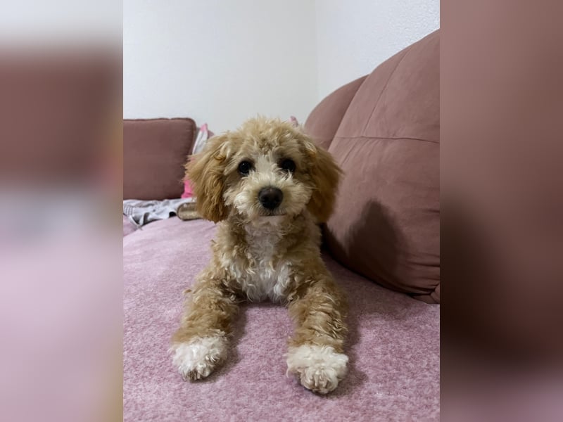 Traumhafter Maltipoo-Welpe (Rüde, 6 Monate), Stubenrein sucht ein Zuhause!