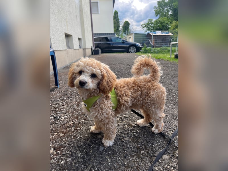 Traumhafter Maltipoo-Welpe (Rüde, 6 Monate), Stubenrein, sucht ein Zuhause auf Lebenszeit!
