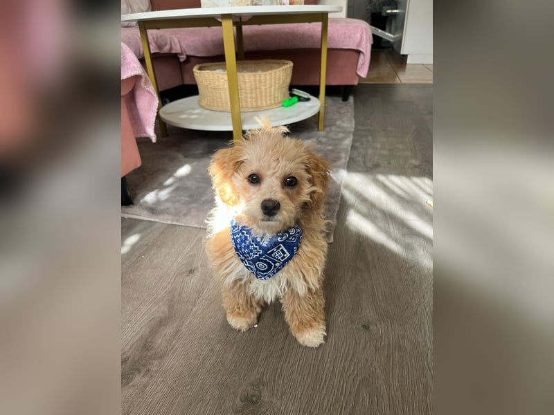 Traumhafter Maltipoo-Welpe (Rüde, 6 Monate), Stubenrein sucht ein Zuhause!
