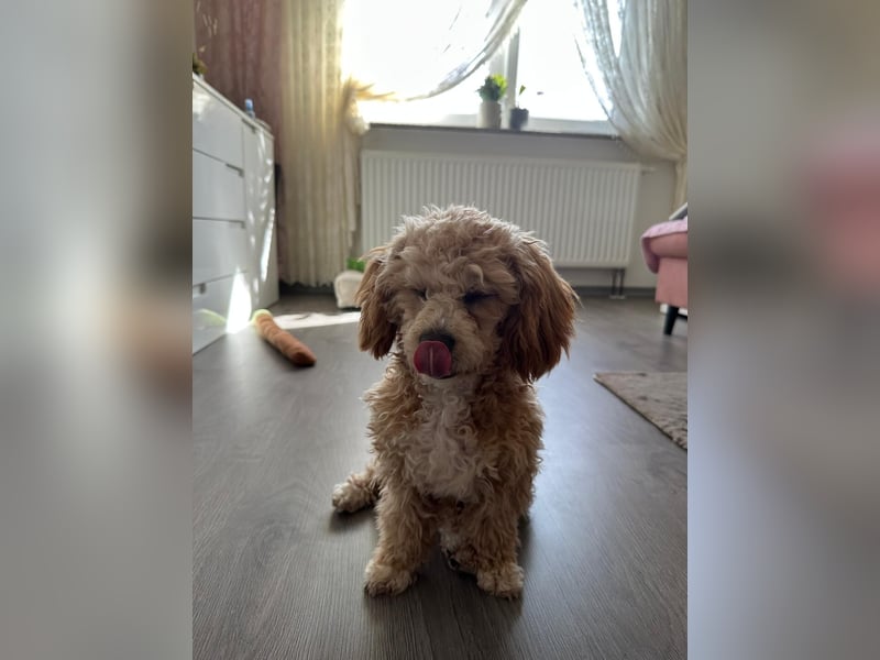 Traumhafter Maltipoo-Welpe (Rüde, 6 Monate), Stubenrein sucht ein Zuhause!