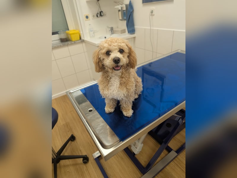 Traumhafter Maltipoo-Welpe (Rüde, 6 Monate), Stubenrein, sucht ein Zuhause auf Lebenszeit!