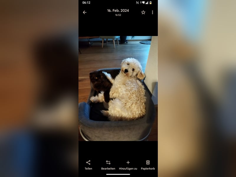 Maltipoo-Rüde, 4 Jahre in liebevolle Hände abzugeben