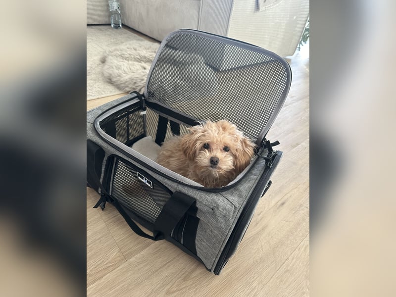 Maltipoo Mädchen / hell Beige / 2 Jahre / Toy Pudel