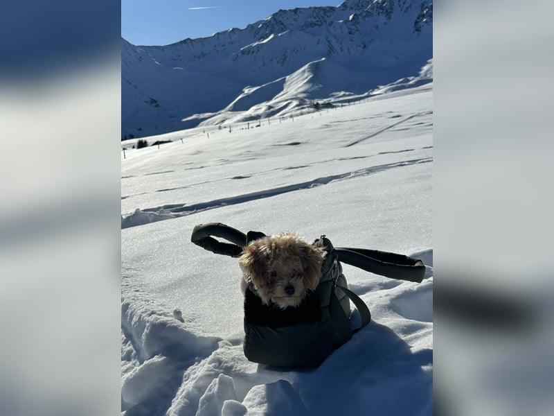 Maltipoo Mädchen / hell Beige / 2 Jahre / Toy Pudel