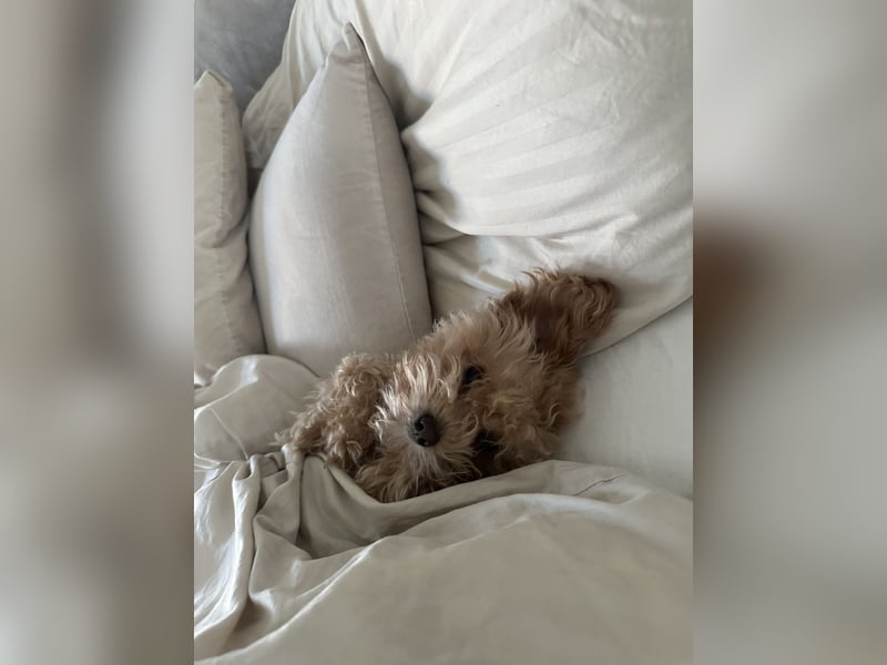 Maltipoo Mädchen / hell Beige / 2 Jahre / Toy Pudel