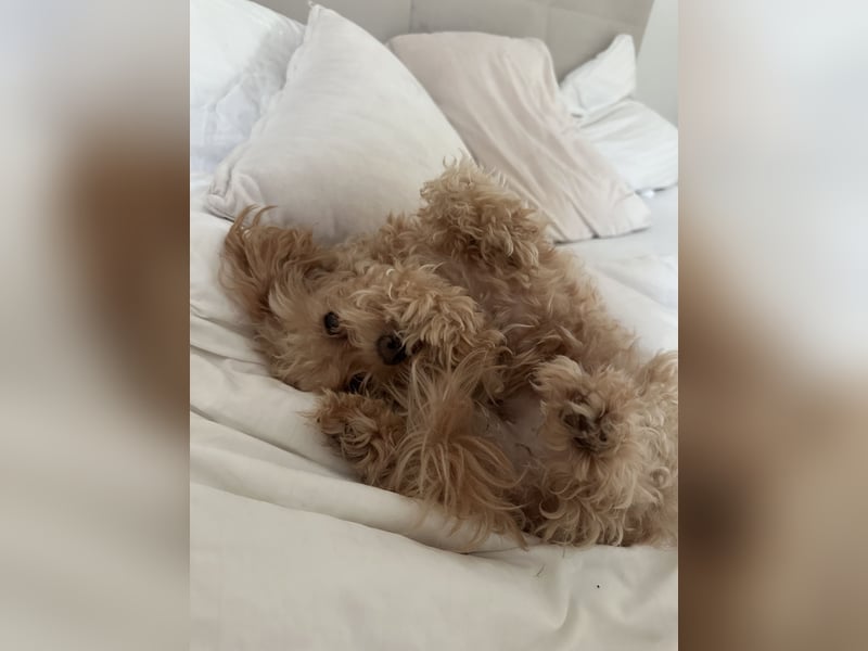 Maltipoo Mädchen / hell Beige / 2 Jahre / Toy Pudel