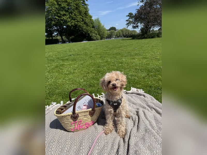Maltipoo Mädchen / hell Beige / 2 Jahre / Toy Pudel
