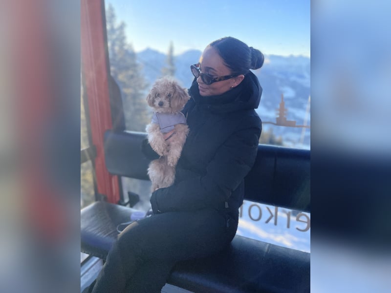 Maltipoo Mädchen / hell Beige / 2 Jahre / Toy Pudel