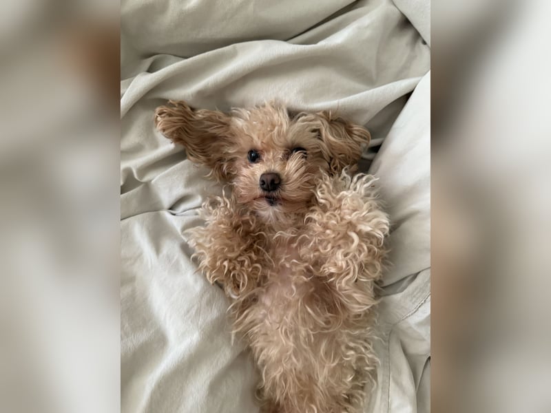 Maltipoo Mädchen / hell Beige / 2 Jahre / Toy Pudel