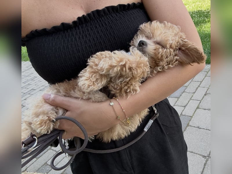 Maltipoo Mädchen / hell Beige / 2 Jahre / Toy Pudel