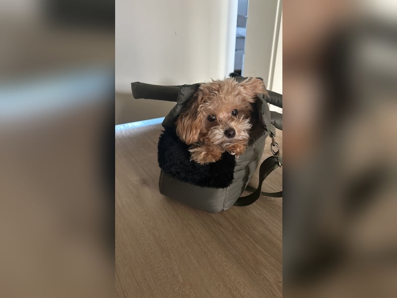Maltipoo Mädchen / hell Beige / 2 Jahre / Toy Pudel