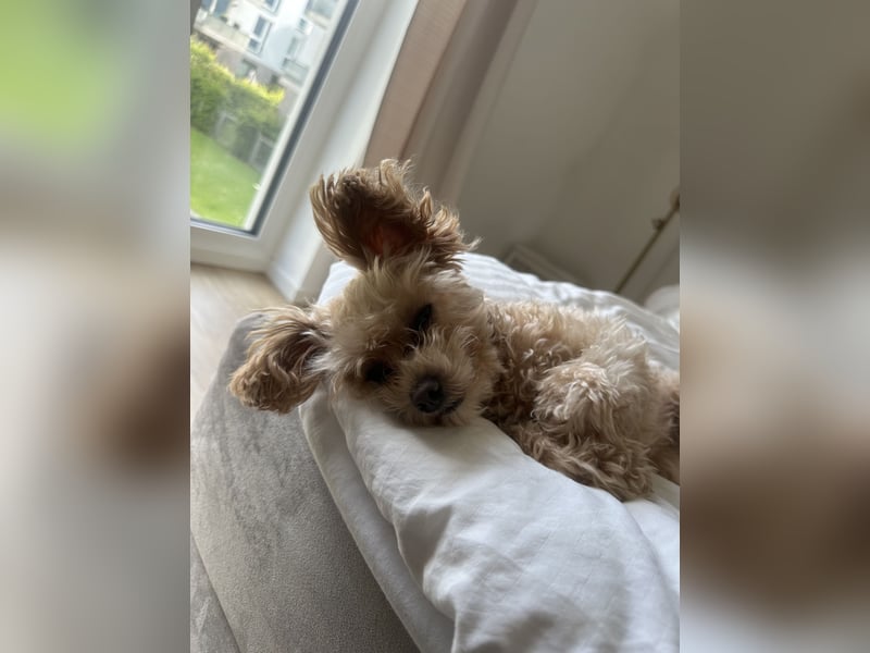 Maltipoo Mädchen / hell Beige / 2 Jahre / Toy Pudel