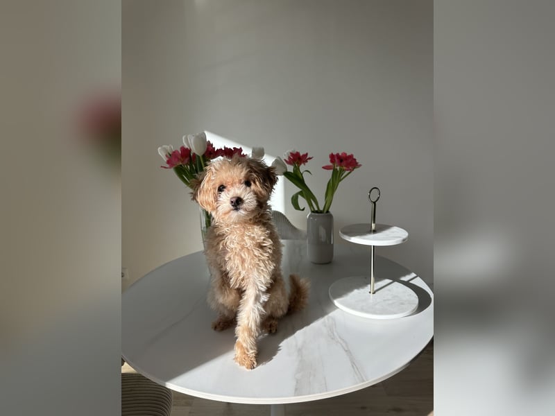 Maltipoo Mädchen / hell Beige / 2 Jahre / Toy Pudel