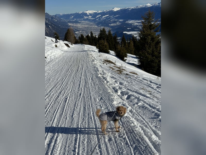 Maltipoo Mädchen / hell Beige / 2 Jahre / Toy Pudel
