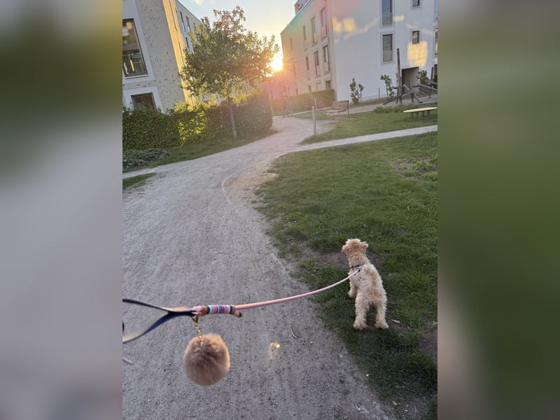 Maltipoo Mädchen / hell Beige / 2 Jahre / Toy Pudel