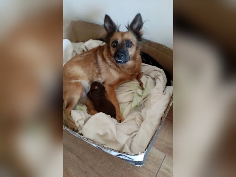 Moka, kleiner Welpenjunge sucht sein Körbchen