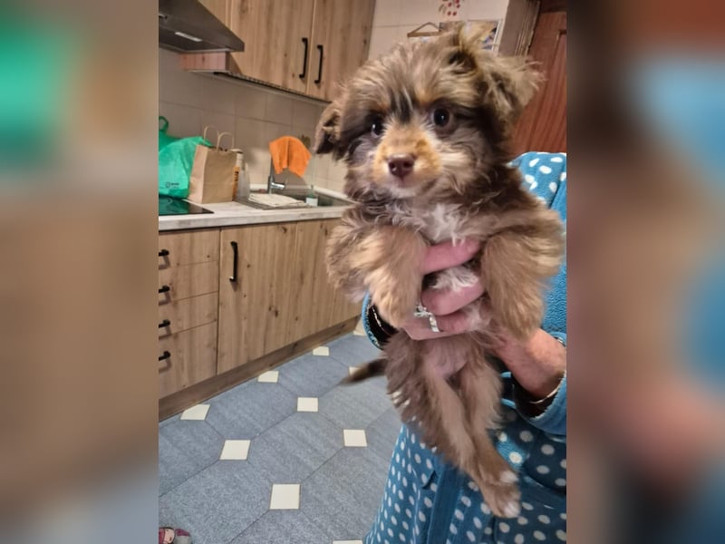 Moka, kleiner Welpenjunge sucht sein Körbchen