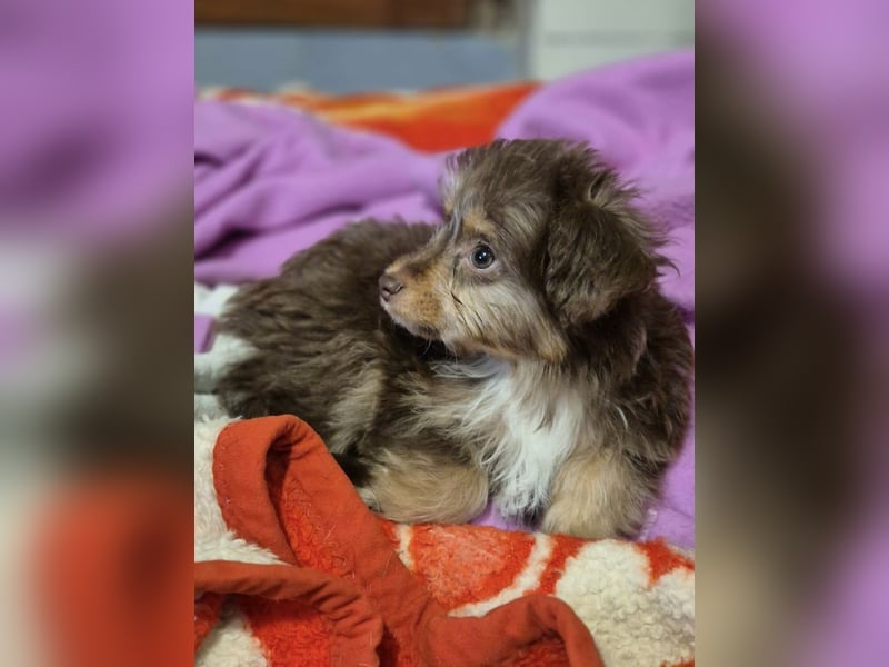 Moka, kleiner Welpenjunge sucht sein Körbchen