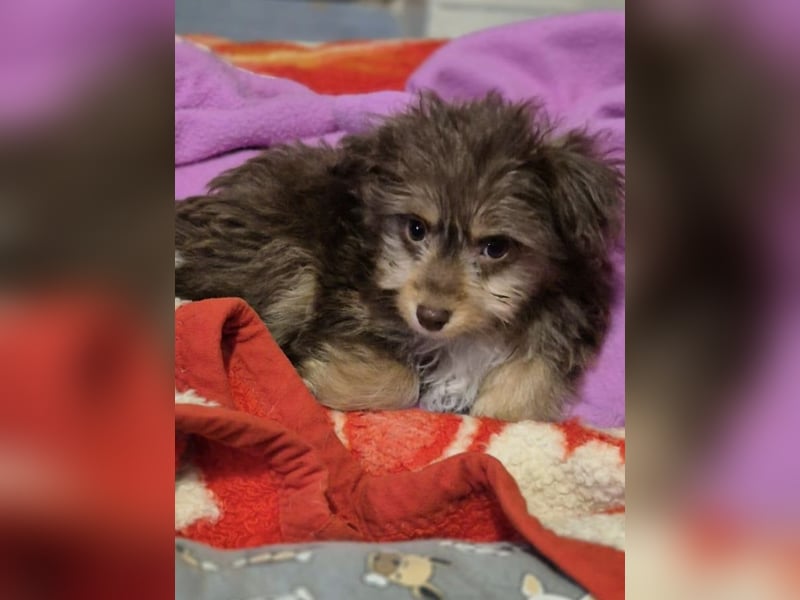 Moka, kleiner Welpenjunge sucht sein Körbchen