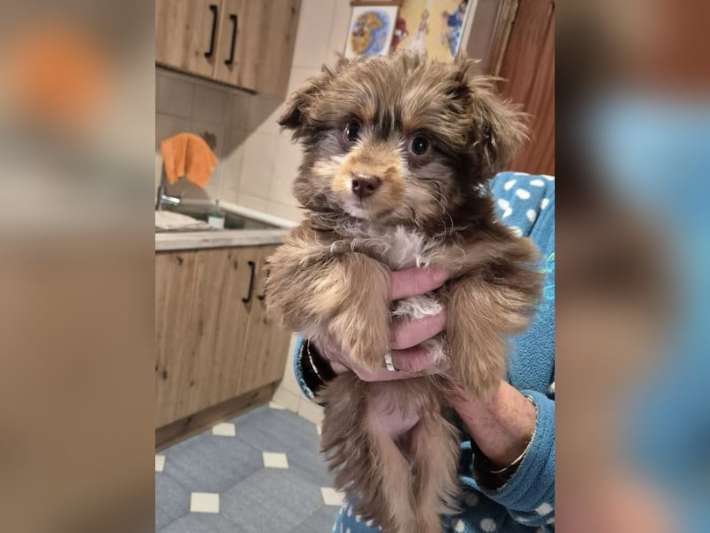 Moka, kleiner Welpenjunge sucht sein Körbchen