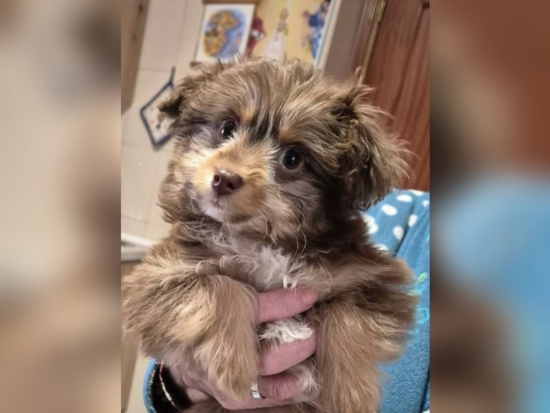 Moka, kleiner Welpenjunge sucht sein Körbchen