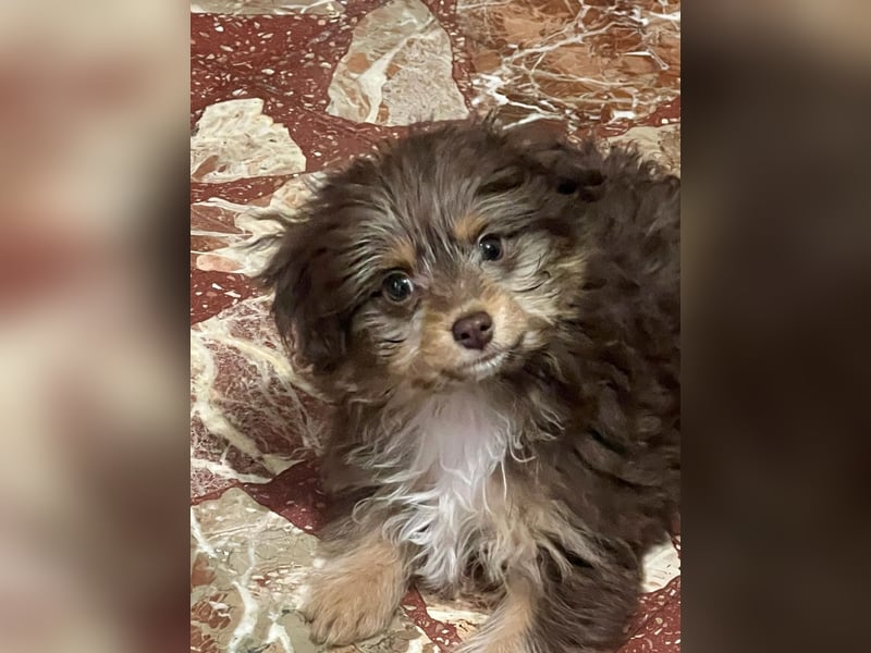 Moka, kleiner Welpenjunge sucht sein Körbchen