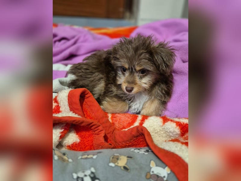 Moka, kleiner Welpenjunge sucht sein Körbchen