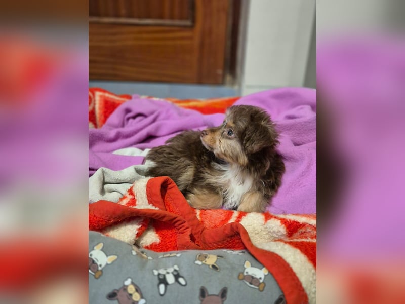 Moka, kleiner Welpenjunge sucht sein Körbchen