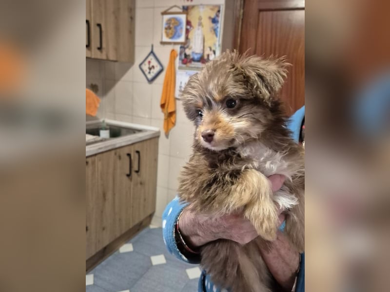 Moka, kleiner Welpenjunge sucht sein Körbchen