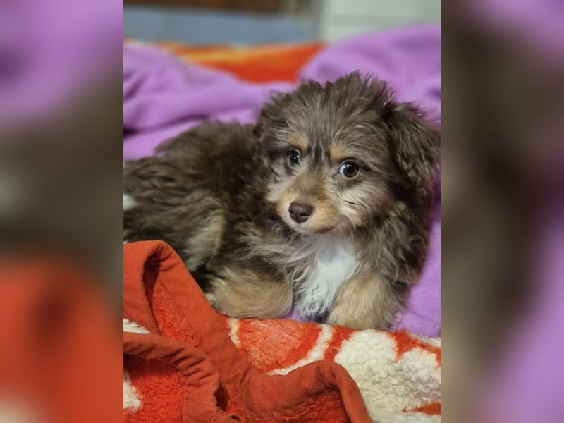 Moka, kleiner Welpenjunge sucht sein Körbchen