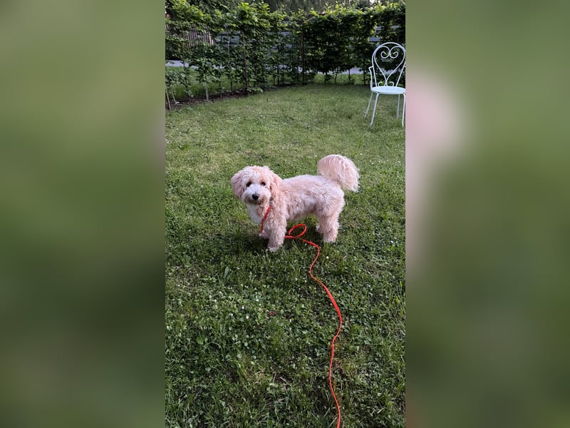 Schweren Herzens sucht mein Buddy ein neues Für-immer-Zuhause