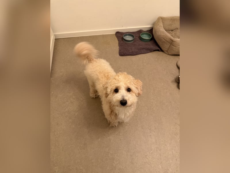Schweren Herzens sucht mein Buddy ein neues Für-immer-Zuhause