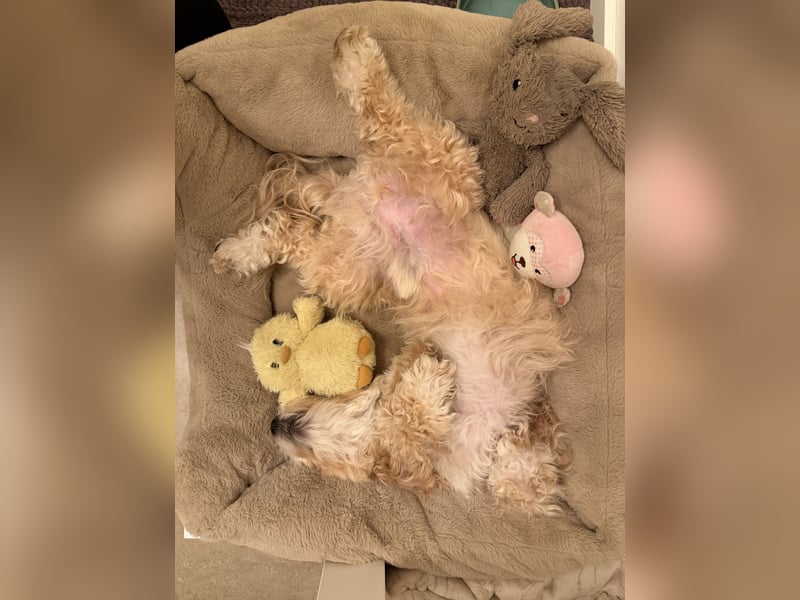 Schweren Herzens sucht mein Buddy ein neues Für-immer-Zuhause