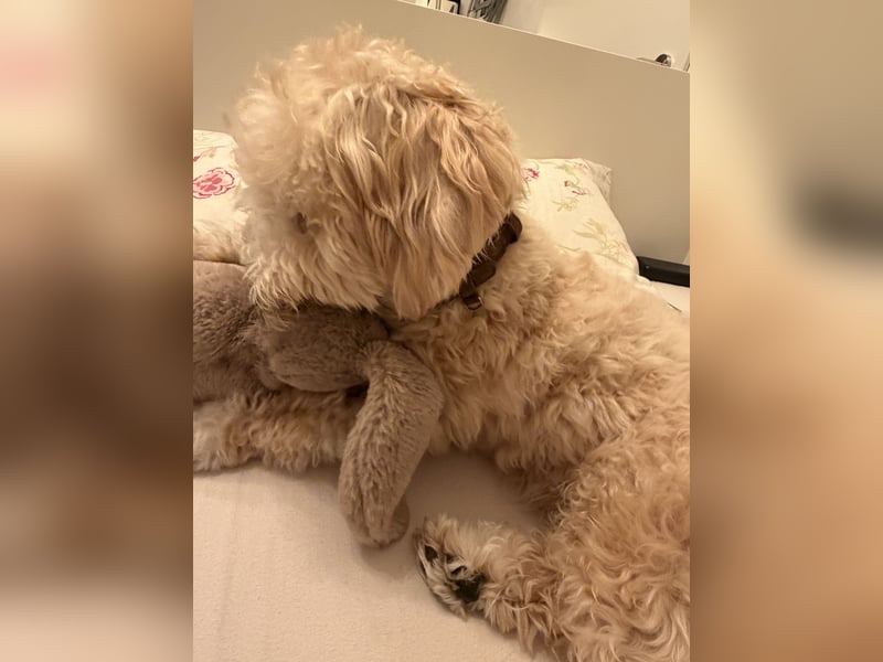 Schweren Herzens sucht mein Buddy ein neues Für-immer-Zuhause