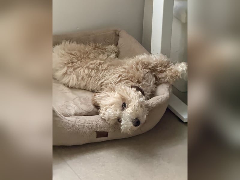 Schweren Herzens sucht mein Buddy ein neues Für-immer-Zuhause