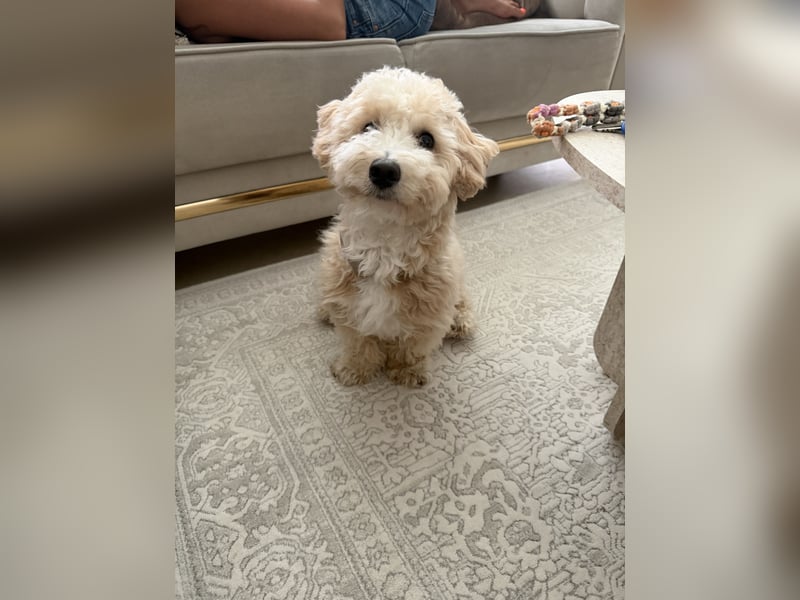 Schweren Herzens sucht mein Buddy ein neues Für-immer-Zuhause