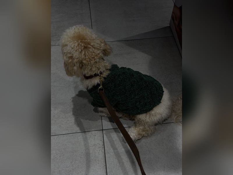 Schweren Herzens sucht mein Buddy ein neues Für-immer-Zuhause