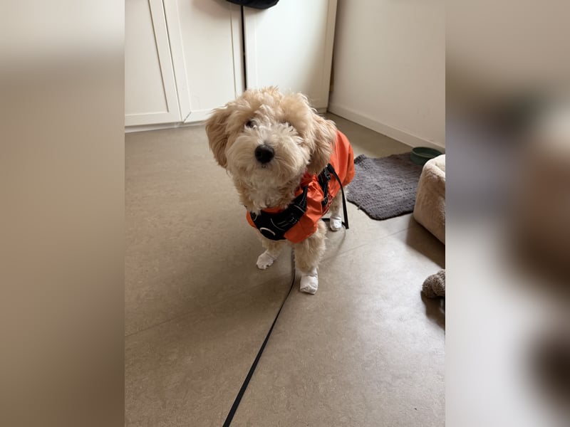 Schweren Herzens sucht mein Buddy ein neues Für-immer-Zuhause