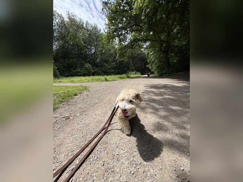 Schweren Herzens sucht mein Buddy ein neues Für-immer-Zuhause