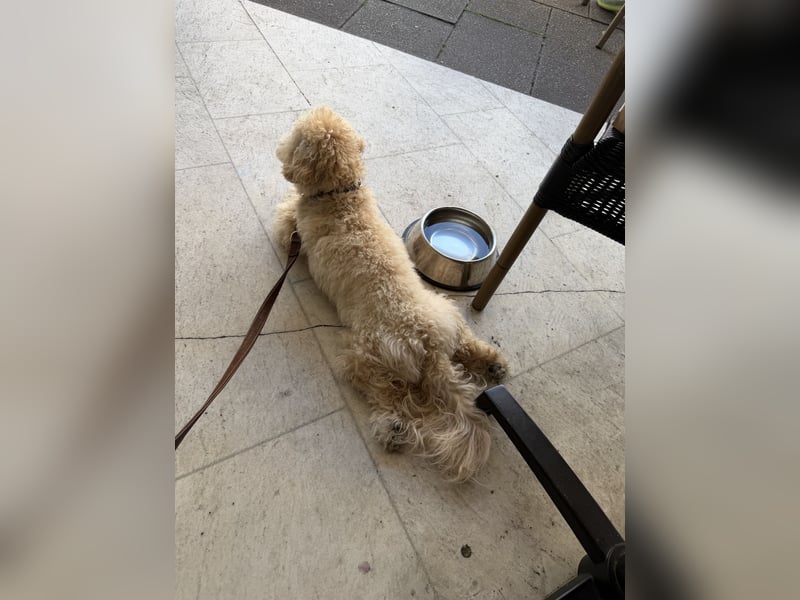 Schweren Herzens sucht mein Buddy ein neues Für-immer-Zuhause