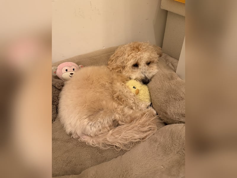 Schweren Herzens sucht mein Buddy ein neues Für-immer-Zuhause