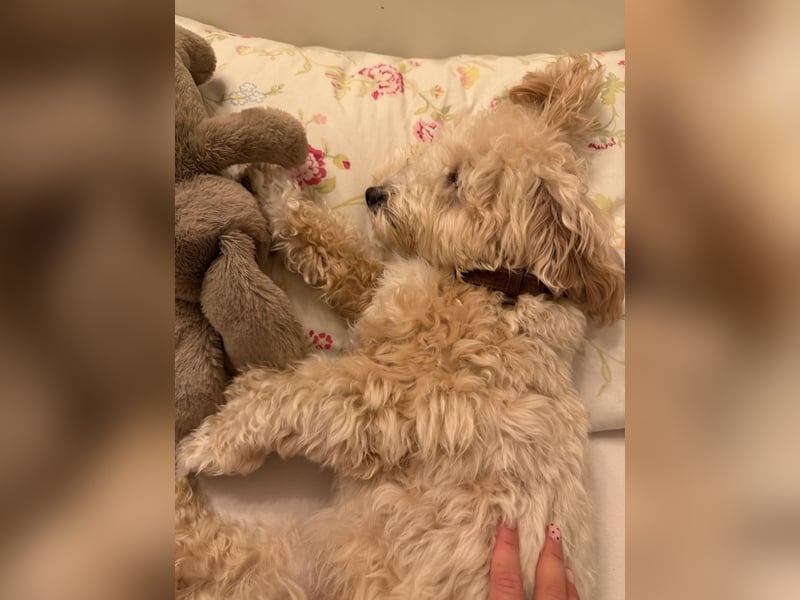 Schweren Herzens sucht mein Buddy ein neues Für-immer-Zuhause