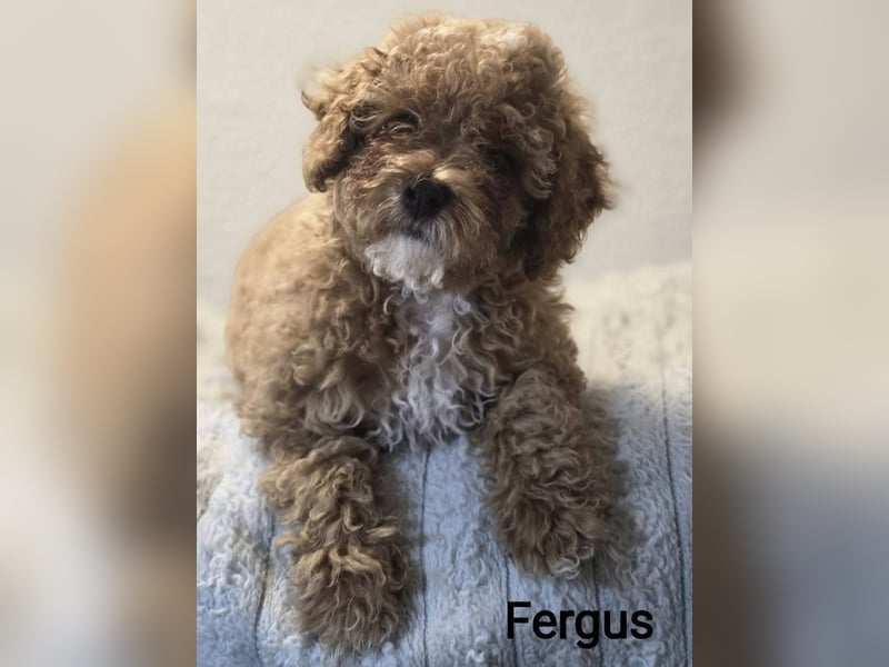 Maltipoo Deckrüde