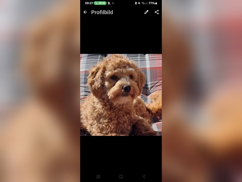 Maltipoo Deckrüde