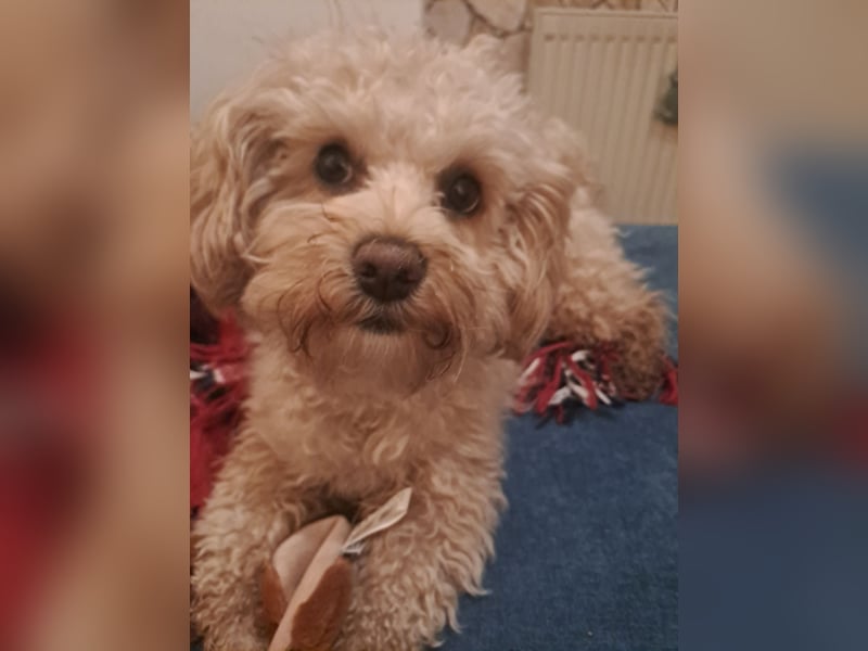 Maltipoo Deckrüde