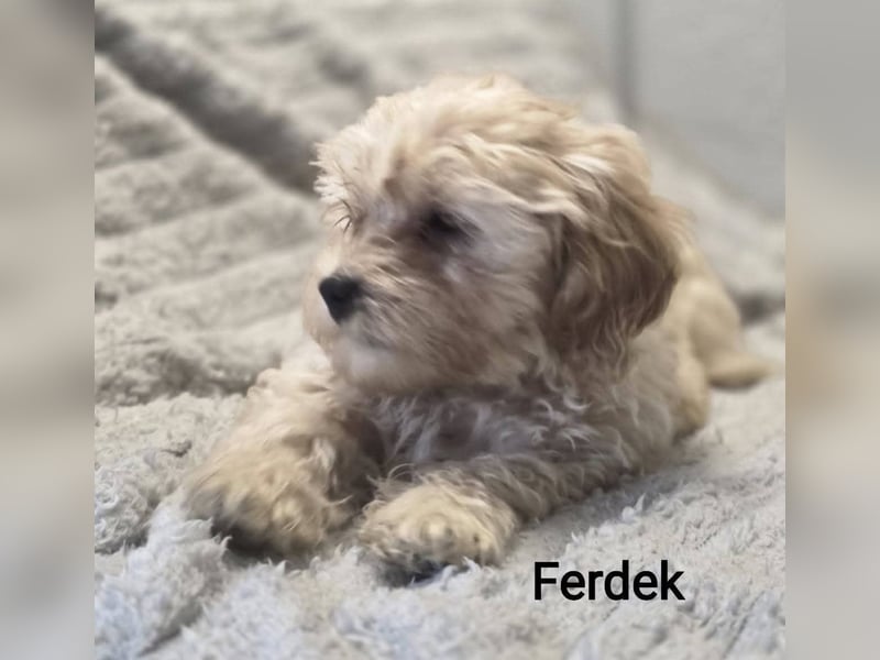 Maltipoo Deckrüde