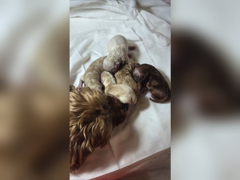 Maltipoo Deckrüde