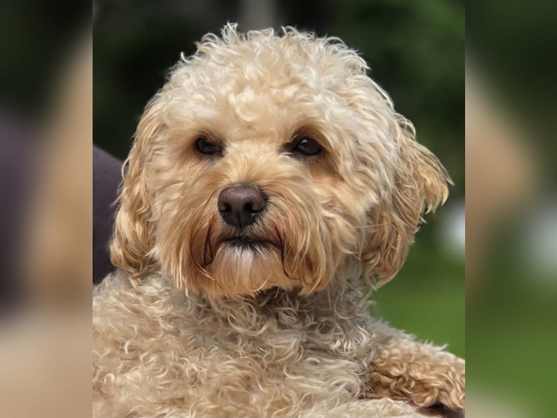Maltipoo Deckrüde